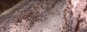 Bed bug Control
