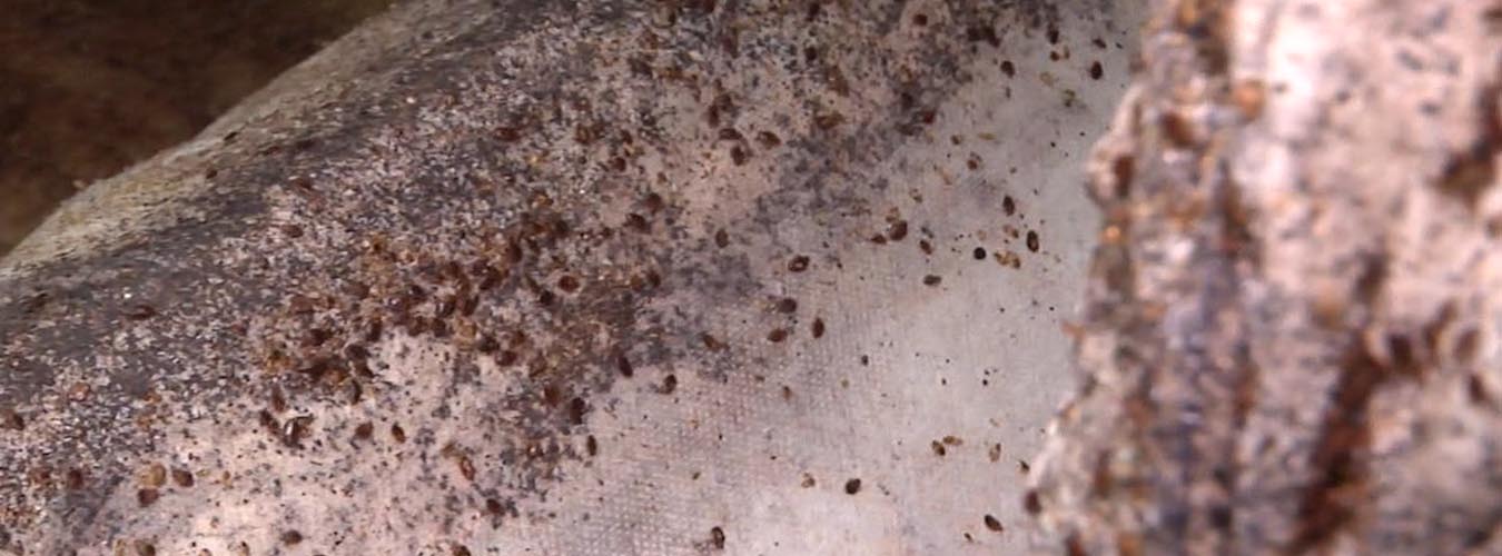 Bed bug Control