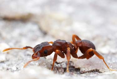 Insect Removal