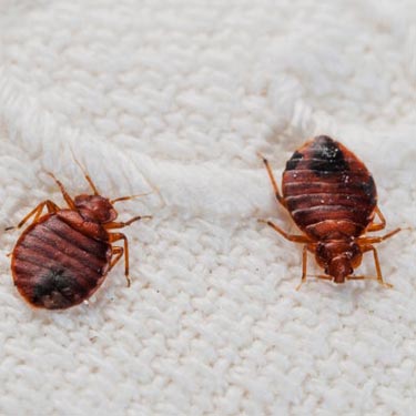 Bed bug extermination