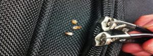 Bed bugs in luggage