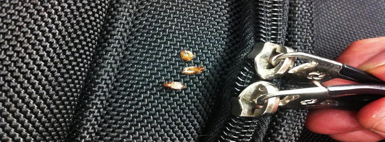 Bed bugs in luggage