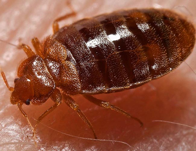 Edmonton Bed bug removal